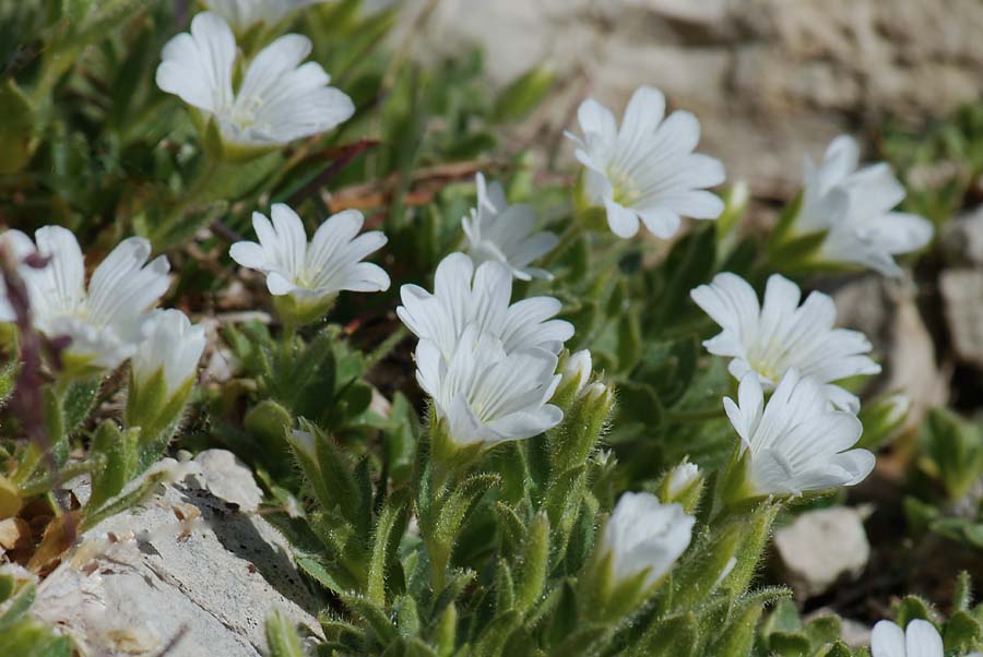 Cerastium alpinum / Peverina alpina